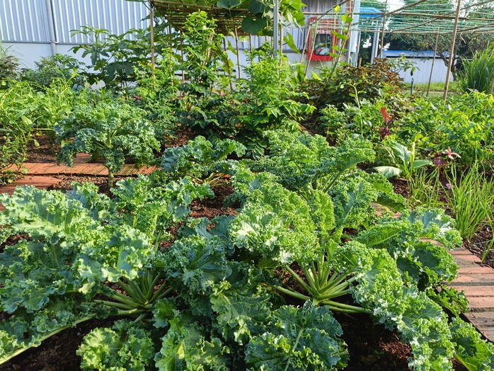 Mê mẩn vườn rau gần 1.000m2 giữa khuôn viên 1 công ty ở Bình Dương- Ảnh 4.