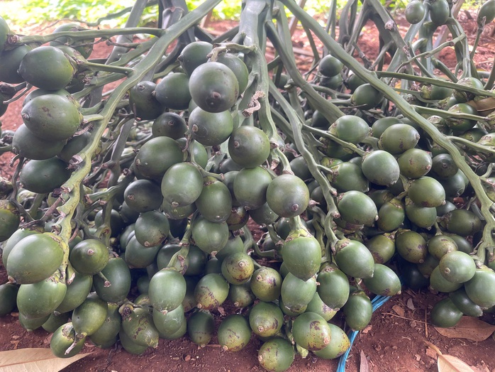 Giá cà phê thấp nhất trong 2 tháng- Ảnh 2. Giá cà phê thấp nhất trong 2 tháng- Ảnh 2.