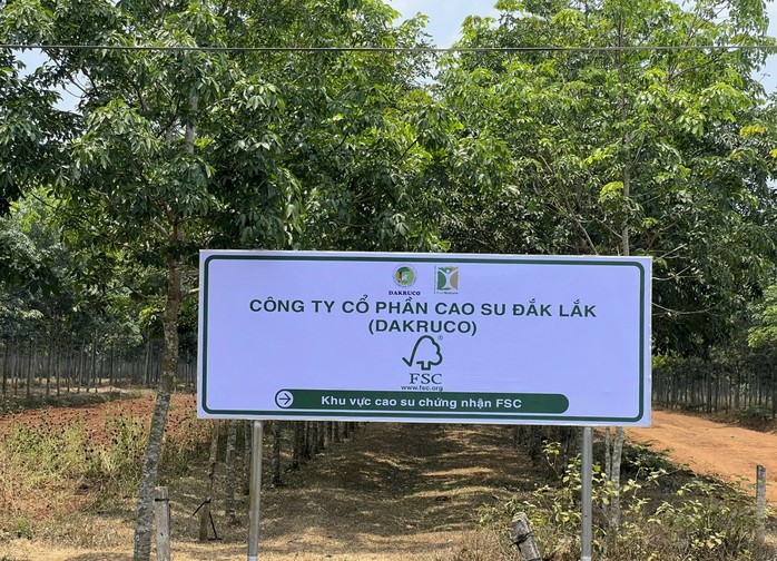 Hàng ngàn héc ta cao su được cấp "thẻ xanh" vào EU- Ảnh 2. Hàng ngàn héc ta cao su được cấp "thẻ xanh" vào EU- Ảnh 2.