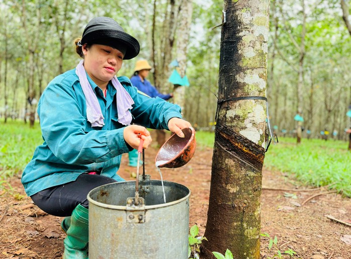 Hàng ngàn héc ta cao su được cấp "thẻ xanh" vào EU- Ảnh 5. Hàng ngàn héc ta cao su được cấp "thẻ xanh" vào EU- Ảnh 5.