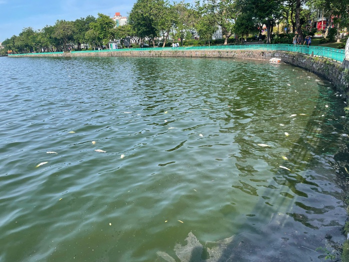Hơn 5 tấn cá chết ở hồ Tây bốc mùi hôi thối, khó chịu- Ảnh 2. Hơn 5 tấn cá chết ở hồ Tây bốc mùi hôi thối, khó chịu- Ảnh 2.