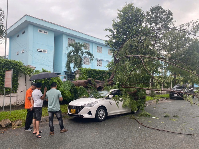 TP HCM: Cây trong trường tiểu học bật gốc, đè ô tô ngoài đường- Ảnh 2. TP HCM: Cây trong trường tiểu học bật gốc, đè ô tô ngoài đường- Ảnh 2.