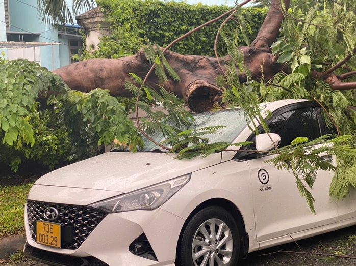 TP HCM: Cây trong trường tiểu học bật gốc, đè ô tô ngoài đường- Ảnh 1. TP HCM: Cây trong trường tiểu học bật gốc, đè ô tô ngoài đường- Ảnh 1.
