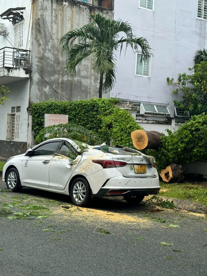 TP HCM: Cây trong trường tiểu học bật gốc, đè ô tô ngoài đường- Ảnh 4. TP HCM: Cây trong trường tiểu học bật gốc, đè ô tô ngoài đường- Ảnh 4.