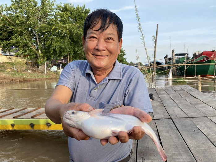 Cá tra là một trong 5 ngành hàng chủ lực của tỉnh Đồng Tháp. Ảnh: LÊ HOÀNG VŨ