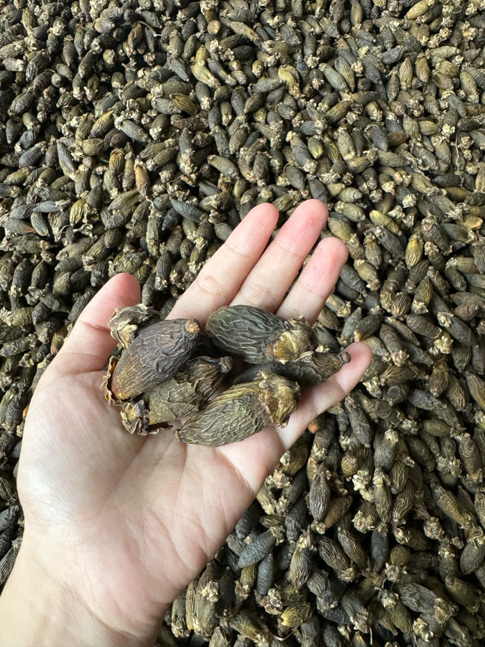 Không chỉ Trung Quốc mà Mỹ, Thái Lan, Butan cũng nhập cau Việt- Ảnh 2. Không chỉ Trung Quốc mà Mỹ, Thái Lan, Butan cũng nhập cau Việt- Ảnh 2.