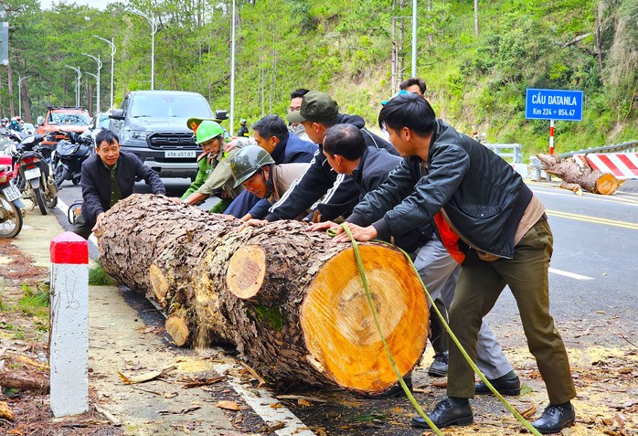 Cây thông cổ thụ ngã chắn hết đèo Prenn, đường lên Đà Lạt ùn tắc- Ảnh 2. Cây thông cổ thụ ngã chắn hết đèo Prenn, đường lên Đà Lạt ùn tắc- Ảnh 2.