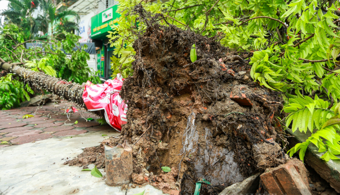 Hà Nội truy trách nhiệm về cây xanh trồng mà còn nguyên bầu- Ảnh 2. Hà Nội truy trách nhiệm về cây xanh trồng mà còn nguyên bầu- Ảnh 2.