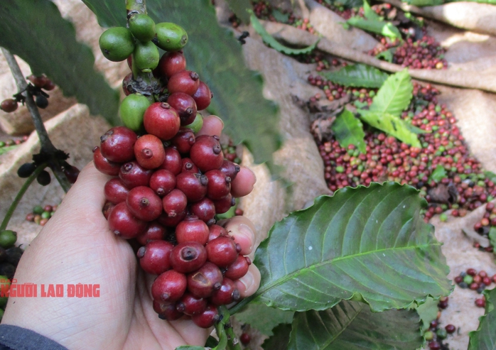 Giá cà phê lao dốc bất ngờ sau phiên tăng mạnh - Ảnh 1. Giá cà phê lao dốc bất ngờ sau phiên tăng mạnh - Ảnh 1.