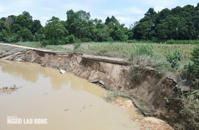 Sạt lở bờ kè sông Mã sau mưa lũ- Ảnh 3. Sạt lở bờ kè sông Mã sau mưa lũ- Ảnh 3.