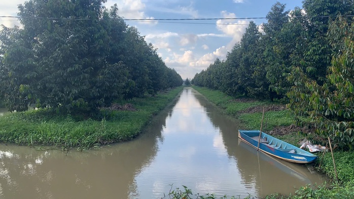 VIDEO: Người dân Cần Thơ tất bật chuẩn bị để sống chung với đỉnh lũ- Ảnh 6. VIDEO: Người dân Cần Thơ tất bật chuẩn bị để sống chung với đỉnh lũ- Ảnh 6.