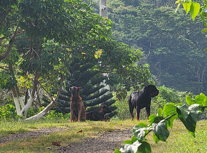 Diễn biến bất ngờ vụ công trình trái phép trong sân golf của gia đình 1 giám đốc- Ảnh 2. Diễn biến bất ngờ vụ công trình trái phép trong sân golf của gia đình 1 giám đốc- Ảnh 2.