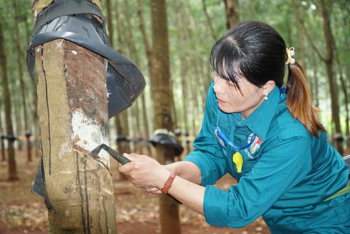 Công nhân cao su háo hức tranh danh hiệu "bàn tay vàng"- Ảnh 3. Công nhân cao su háo hức tranh danh hiệu "bàn tay vàng"- Ảnh 3.