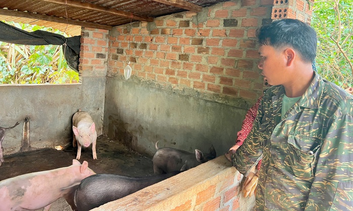 Heo giống dự án giảm nghèo cấp cho dân không lâu thì chết- Ảnh 3. Heo giống dự án giảm nghèo cấp cho dân không lâu thì chết- Ảnh 3.