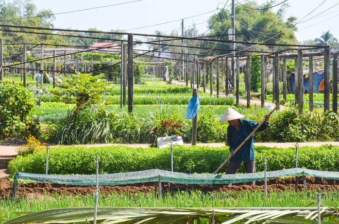 Làng trồng rau của Việt Nam nhận giải thưởng thế giới- Ảnh 3. Làng trồng rau của Việt Nam nhận giải thưởng thế giới- Ảnh 3.