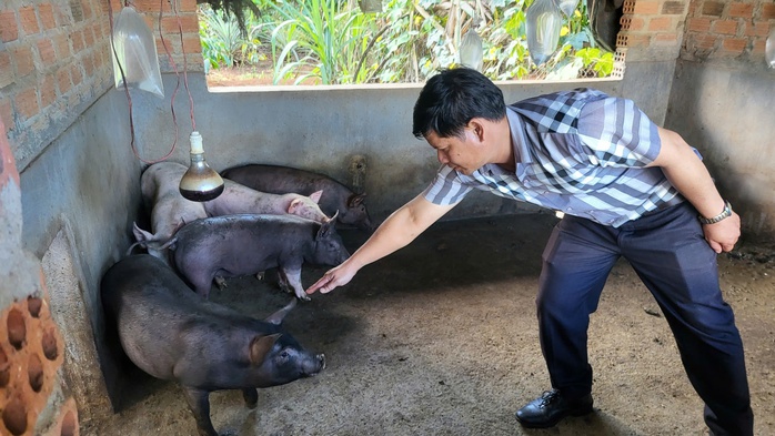 Heo giống vừa cấp cho người nghèo thì chết: Nghi bị nhiễm dịch tả lợn châu Phi- Ảnh 1. Heo giống vừa cấp cho người nghèo thì chết: Nghi bị nhiễm dịch tả lợn châu Phi- Ảnh 1.