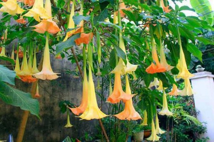 Ngộ độc do ăn hoa chuông- Ảnh 2.