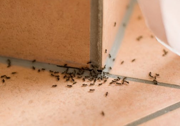 Uống nhầm chai thuốc diệt kiến do chính mình pha- Ảnh 1. Uống nhầm chai thuốc diệt kiến do chính mình pha- Ảnh 1.
