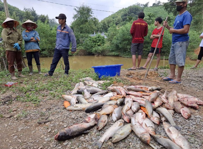 Cá của nhiều hộ dân chết hàng loạt, nghi bị đầu độc bằng hóa chất- Ảnh 1. Cá của nhiều hộ dân chết hàng loạt, nghi bị đầu độc bằng hóa chất- Ảnh 1.