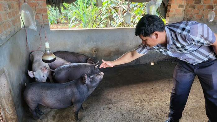 Xác định nguyên nhân heo dự án giảm nghèo chết hàng loạt- Ảnh 1. Xác định nguyên nhân heo dự án giảm nghèo chết hàng loạt- Ảnh 1.
