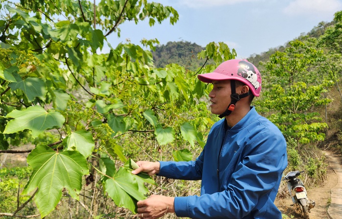 Nỗ lực để Mường Lát thoát nghèo: Gần hơn với miền xuôi- Ảnh 3. Nỗ lực để Mường Lát thoát nghèo: Gần hơn với miền xuôi- Ảnh 3.
