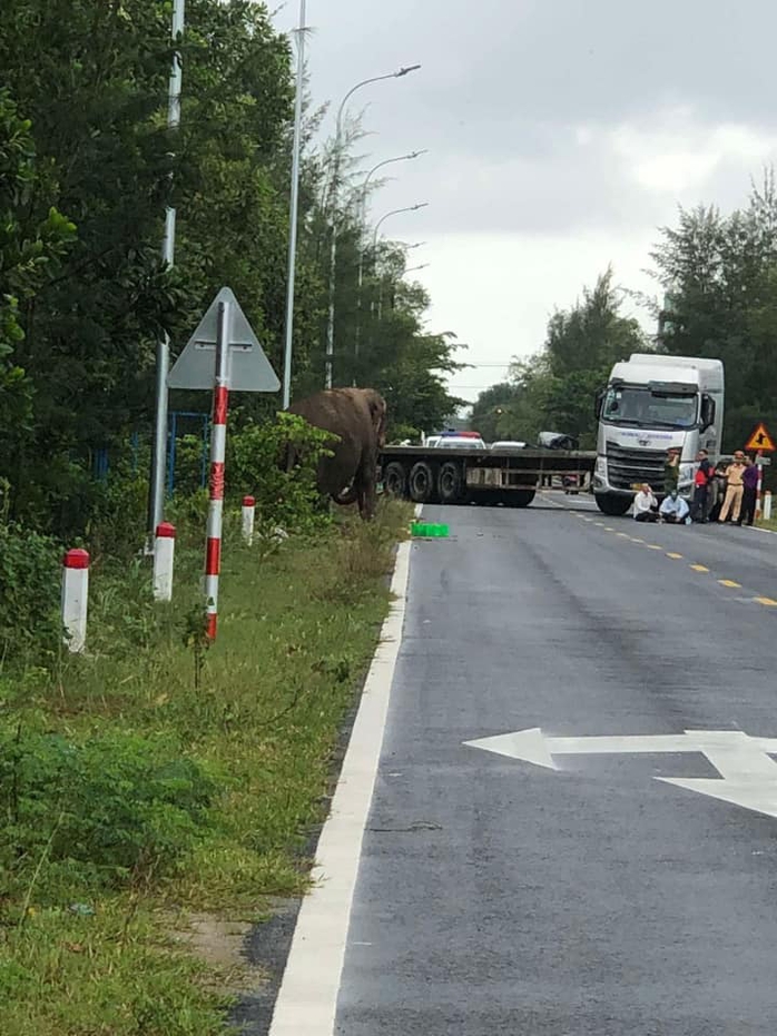 Bất ngờ phát hiện voi đi lang thang ngoài đường ở Quảng Nam- Ảnh 4. Bất ngờ phát hiện voi đi lang thang ngoài đường ở Quảng Nam- Ảnh 4.