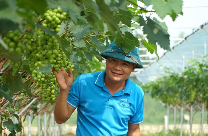 Anh Hoàng Anh Tuấn bên mô hình trồng nho xanh của gia đình Anh Hoàng Anh Tuấn bên mô hình trồng nho xanh của gia đình