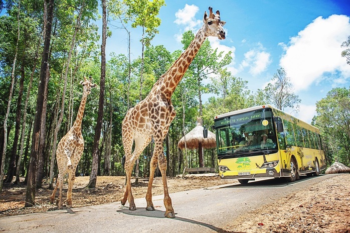Vinpearl Safari Phú Quốc lọt top đầu vườn thú và thủy cung tại châu Á- Ảnh 2. Vinpearl Safari Phú Quốc lọt top đầu vườn thú và thủy cung tại châu Á- Ảnh 2.