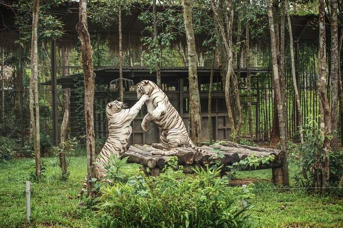 Vinpearl Safari Phú Quốc lọt top đầu vườn thú và thủy cung tại châu Á- Ảnh 3. Vinpearl Safari Phú Quốc lọt top đầu vườn thú và thủy cung tại châu Á- Ảnh 3.