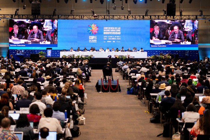 Khung cảnh Hội nghị COP16 tại TP Cali - Colombia hôm 1-11. Ảnh: REUTERS Khung cảnh Hội nghị COP16 tại TP Cali - Colombia hôm 1-11. Ảnh: REUTERS