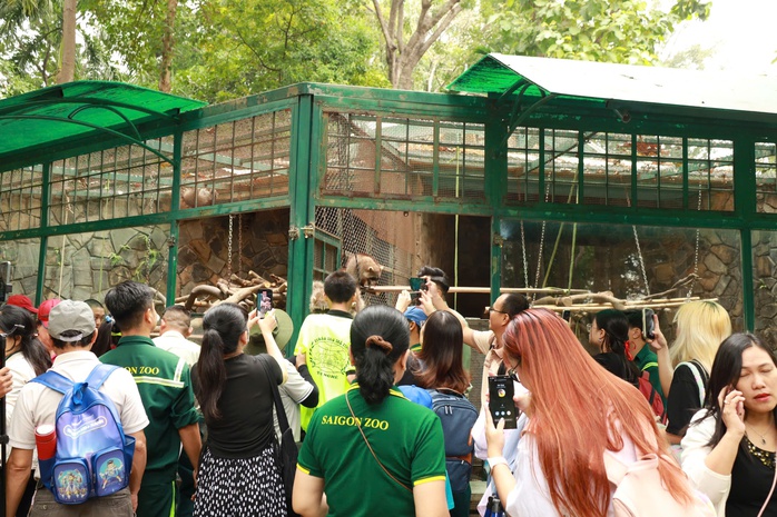 Câu chuyện "vượt biên" ly kỳ của nàng gấu mèo tại Thảo Cầm Viên - Ảnh 3. Câu chuyện "vượt biên" ly kỳ của nàng gấu mèo tại Thảo Cầm Viên - Ảnh 3.