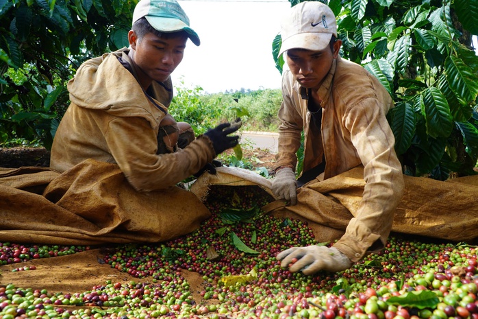 Giá cà phê ổn định, minh bạch hơn với sàn giao dịch, nhưng... cẩn trọng!- Ảnh 3. Giá cà phê ổn định, minh bạch hơn với sàn giao dịch, nhưng... cẩn trọng!- Ảnh 3.