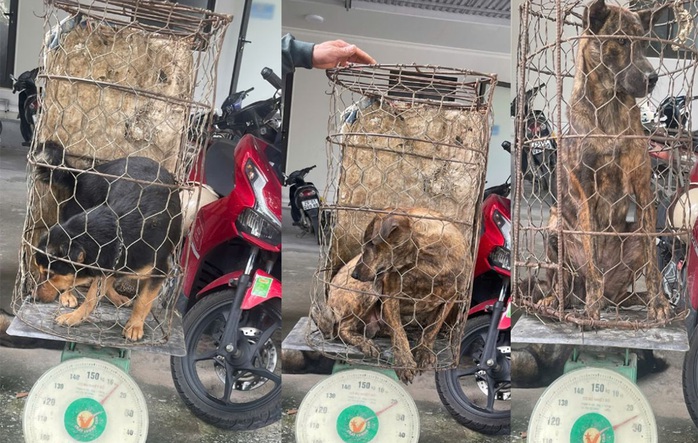 Bắt ổ nhóm "cẩu tặc" trộm cắp hơn 100 con chó- Ảnh 2. Bắt ổ nhóm "cẩu tặc" trộm cắp hơn 100 con chó- Ảnh 2.