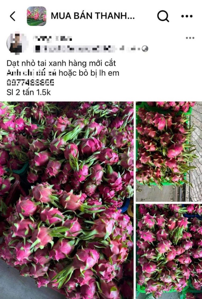 Bình Thuận: Thanh long nghịch vụ rớt giá Bình Thuận: Thanh long nghịch vụ rớt giá