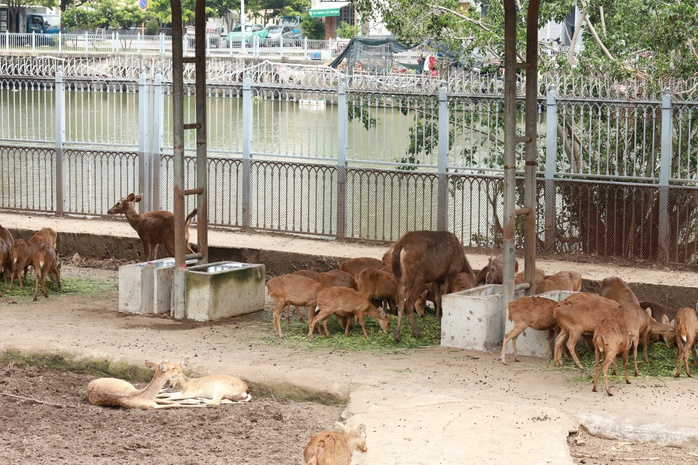 Bữa ăn của đàn thú ra sao trong lúc Thảo Cầm Viên Sài Gòn nợ 800 tỉ đồng?- Ảnh 9. Bữa ăn của đàn thú ra sao trong lúc Thảo Cầm Viên Sài Gòn nợ 800 tỉ đồng?- Ảnh 9.