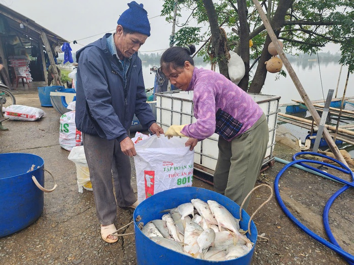 Chủ hộ khóc ròng khi phát hiện hơn 3 tấn cá chim chết nổi trắng hồ- Ảnh 7. Chủ hộ khóc ròng khi phát hiện hơn 3 tấn cá chim chết nổi trắng hồ- Ảnh 7.