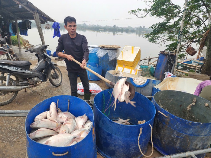 Chủ hộ khóc ròng khi phát hiện hơn 3 tấn cá chim chết nổi trắng hồ- Ảnh 5. Chủ hộ khóc ròng khi phát hiện hơn 3 tấn cá chim chết nổi trắng hồ- Ảnh 5.