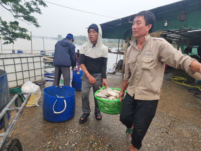 Chủ hộ khóc ròng khi phát hiện hơn 3 tấn cá chim chết nổi trắng hồ- Ảnh 8. Chủ hộ khóc ròng khi phát hiện hơn 3 tấn cá chim chết nổi trắng hồ- Ảnh 8.