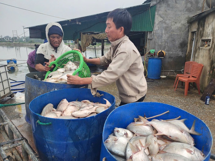 Chủ hộ khóc ròng khi phát hiện hơn 3 tấn cá chim chết nổi trắng hồ- Ảnh 6. Chủ hộ khóc ròng khi phát hiện hơn 3 tấn cá chim chết nổi trắng hồ- Ảnh 6.