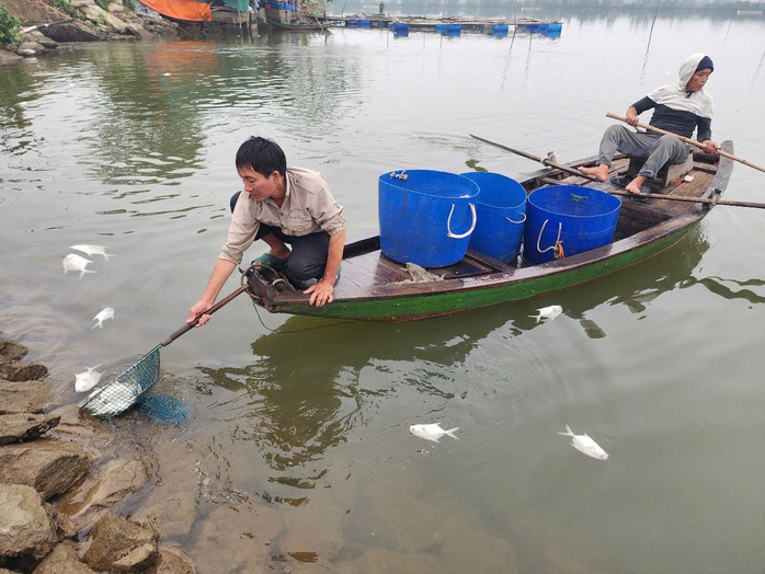 Chủ hộ khóc ròng khi phát hiện hơn 3 tấn cá chim chết nổi trắng hồ- Ảnh 4. Chủ hộ khóc ròng khi phát hiện hơn 3 tấn cá chim chết nổi trắng hồ- Ảnh 4.