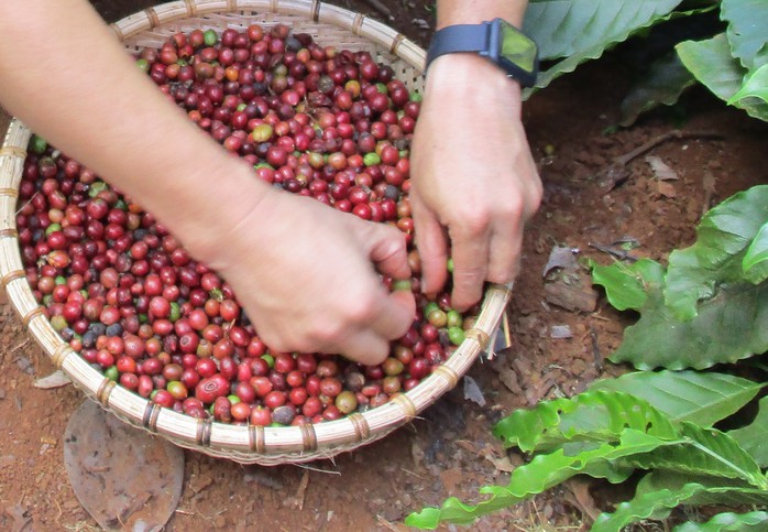 Giá cà phê hôm nay 13-12: Tăng trở lại, ông “trùm” cà phê lý giải điều gì?- Ảnh 1. Giá cà phê hôm nay 13-12: Tăng trở lại, ông “trùm” cà phê lý giải điều gì?- Ảnh 1.