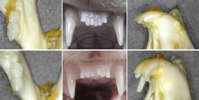 Hình ảnh trước khi dùng thuốc của chồn sương (bên trái và ở giữa) và chuột (hàng trên) và ảnh tương ứng bên dưới thể hiện một số răng đã mọc thêm sau điều trị Ảnh: VIỆN NGHIÊN CỨU Y KHOA BỆNH VIỆN KITANO Hình ảnh trước khi dùng thuốc của chồn sương (bên trái và ở giữa) và chuột (hàng trên) và ảnh tương ứng bên dưới thể hiện một số răng đã mọc thêm sau điều trị Ảnh: VIỆN NGHIÊN CỨU Y KHOA BỆNH VIỆN KITANO