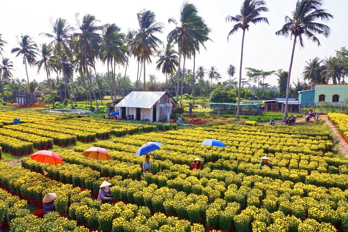 Sắp có lễ hội hoa - kiểng lớn ở Bến Tre, nông dân tỉ phú "lấn sân" làm du lịch- Ảnh 2. Sắp có lễ hội hoa - kiểng lớn ở Bến Tre, nông dân tỉ phú "lấn sân" làm du lịch- Ảnh 2.