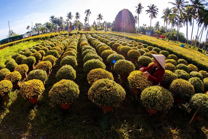 Sắp có lễ hội hoa - kiểng lớn ở Bến Tre, nông dân tỉ phú "lấn sân" làm du lịch- Ảnh 3. Sắp có lễ hội hoa - kiểng lớn ở Bến Tre, nông dân tỉ phú "lấn sân" làm du lịch- Ảnh 3.