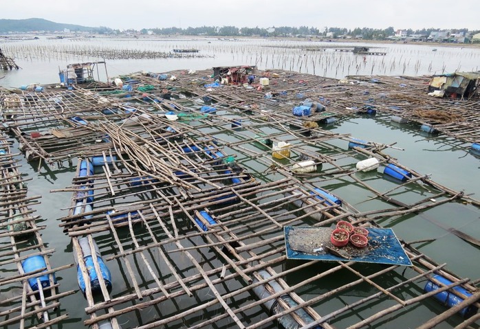Quảng Ngãi phát triển nuôi trồng thủy sản thành lĩnh vực sản xuất hàng hóa- Ảnh 2. Quảng Ngãi phát triển nuôi trồng thủy sản thành lĩnh vực sản xuất hàng hóa- Ảnh 2.
