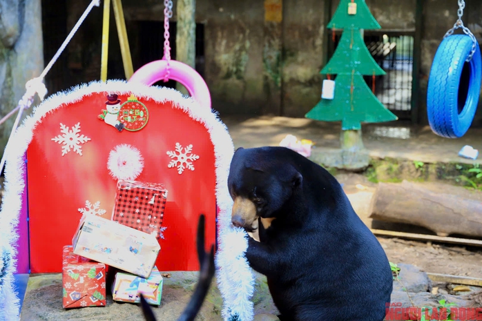 Từ thùng carton đến 'Miss Grand' Thảo Cầm Viên: Hành trình kỳ diệu của gấu Noel- Ảnh 9. Từ thùng carton đến 'Miss Grand' Thảo Cầm Viên: Hành trình kỳ diệu của gấu Noel- Ảnh 9.