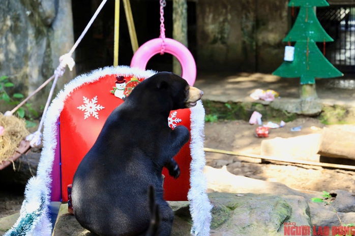 Từ thùng carton đến 'Miss Grand' Thảo Cầm Viên: Hành trình kỳ diệu của gấu Noel- Ảnh 13. Từ thùng carton đến 'Miss Grand' Thảo Cầm Viên: Hành trình kỳ diệu của gấu Noel- Ảnh 13.