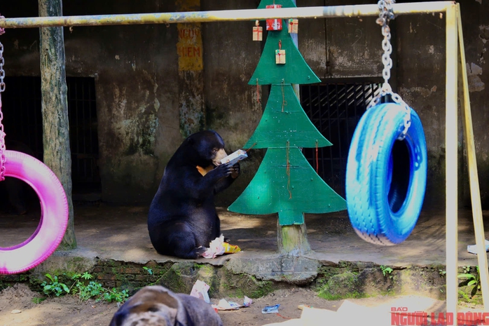 Từ thùng carton đến 'Miss Grand' Thảo Cầm Viên: Hành trình kỳ diệu của gấu Noel- Ảnh 14. Từ thùng carton đến 'Miss Grand' Thảo Cầm Viên: Hành trình kỳ diệu của gấu Noel- Ảnh 14.