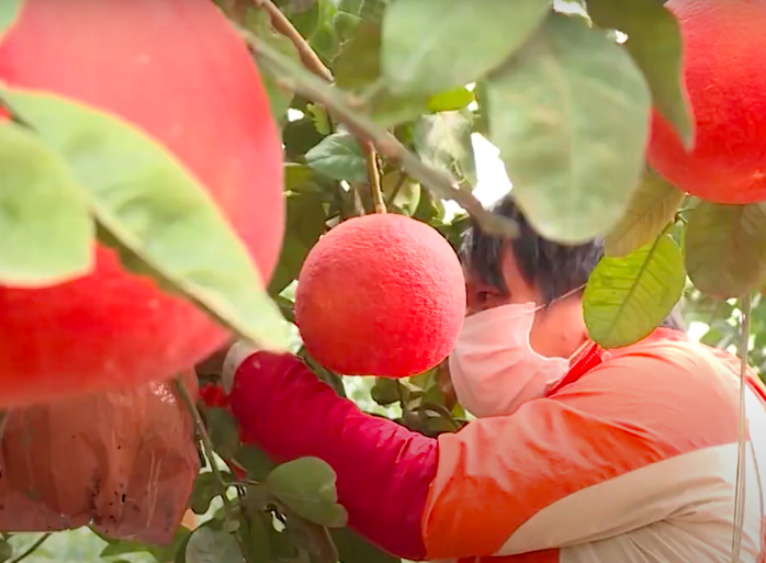 Giá vài trăm ngàn đồng một quả bưởi đỏ "tiến Vua" dịp Tết Ất Tỵ 2025- Ảnh 1. Giá vài trăm ngàn đồng một quả bưởi đỏ "tiến Vua" dịp Tết Ất Tỵ 2025- Ảnh 1.
