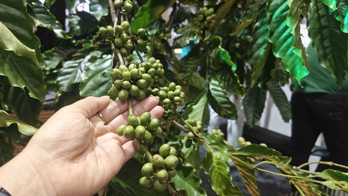 Giá cà phê hôm nay 25-12: Tin vui cho người trồng cà phê trong nước- Ảnh 1. Giá cà phê hôm nay 25-12: Tin vui cho người trồng cà phê trong nước- Ảnh 1.